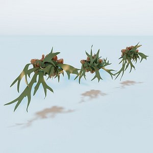 Living Wall Plant - Staghorn Fern