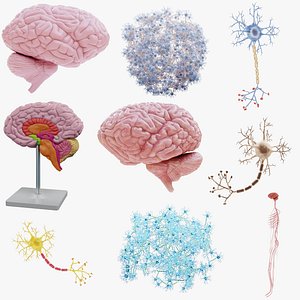 Human Nervous System Huge Collection