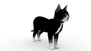 White  Black Cat