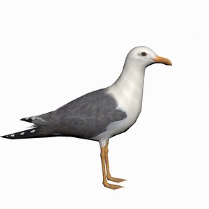 3d seagull realtime model