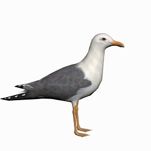 Seagull
