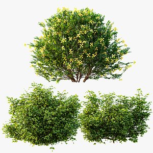 3D model AV Cotinus coggygria and Coronilla Valentina Glauca