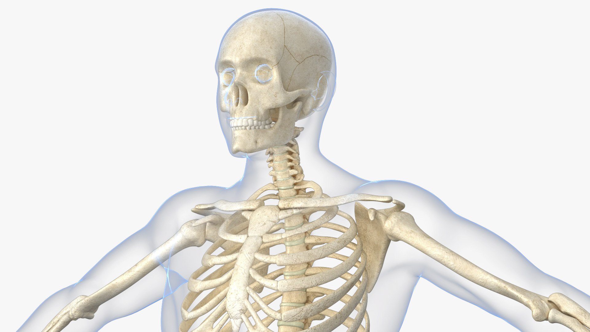 3D Human Skeleton With X-ray Body - Rigged Animated Walk Run Loop ...