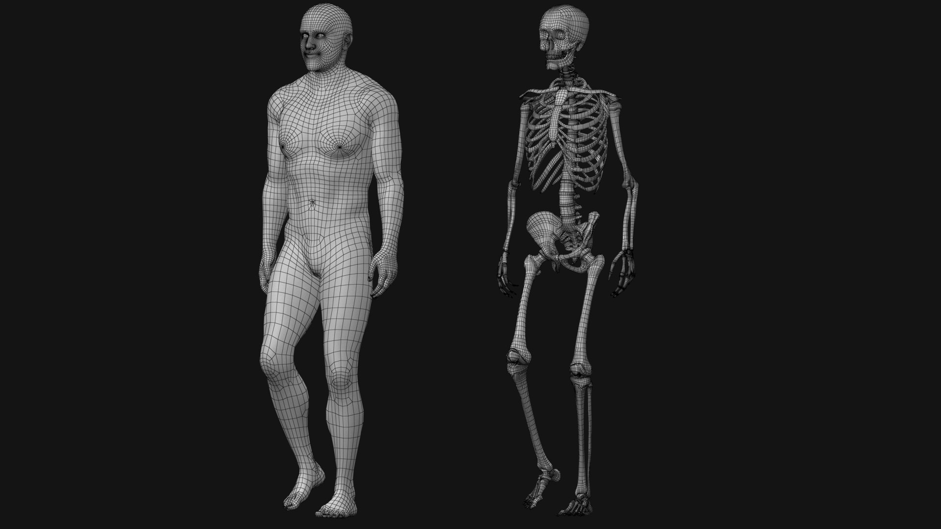 3D Human Skeleton With X-ray Body - Rigged Animated Walk Run Loop ...