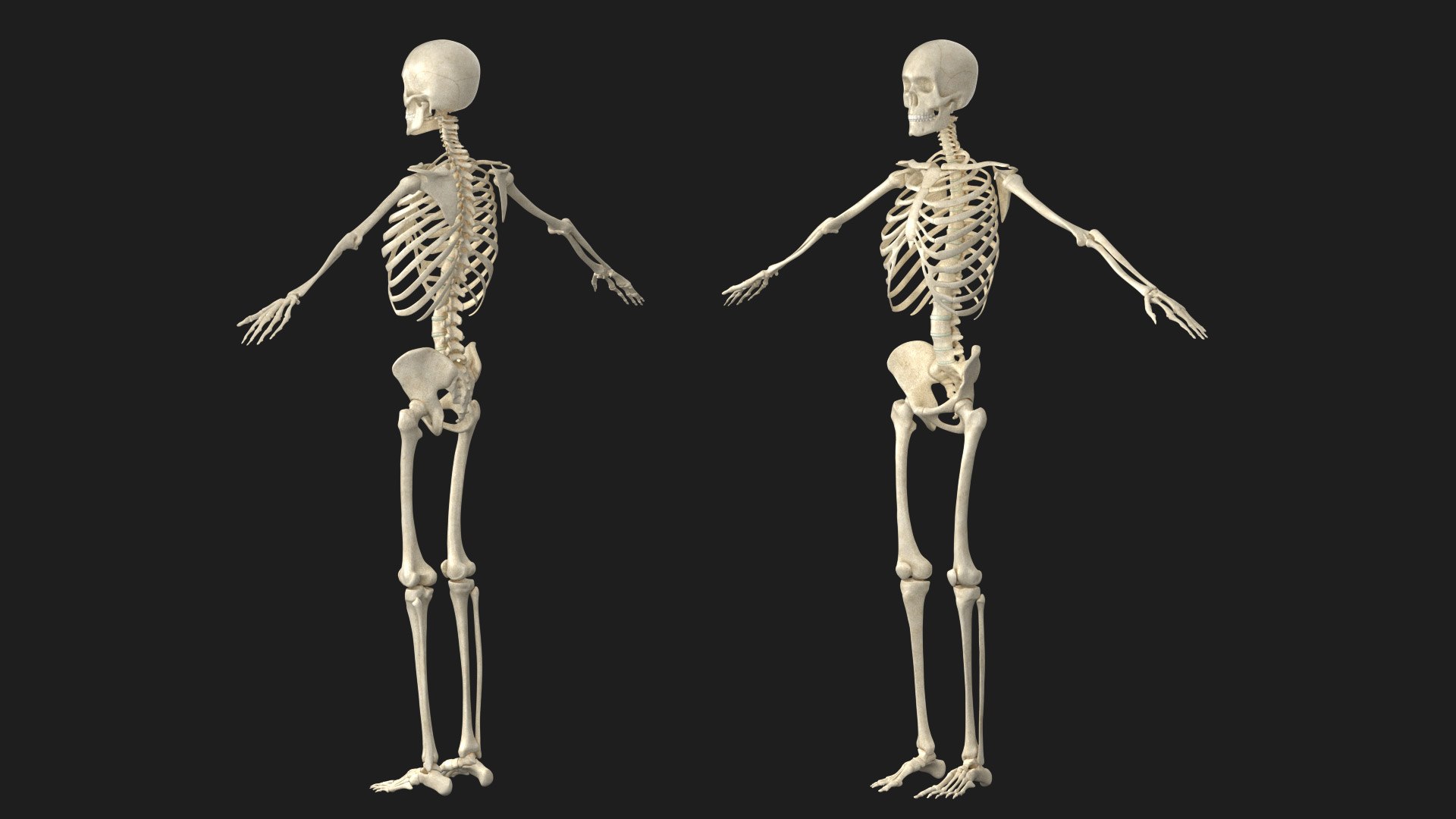 3D Human Skeleton With X-ray Body - Rigged Animated Walk Run Loop ...