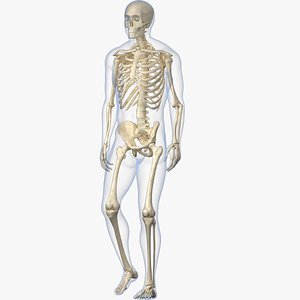 Human Skeleton with X-ray Body - Rigged Animated Walk Run Loop