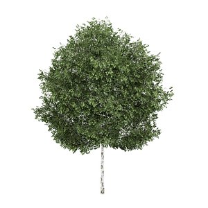 3d silver birch betula