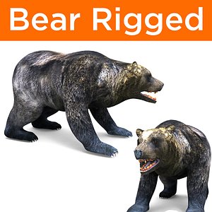bear rigged ready 3D