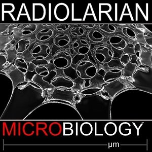 3d model radiolarian science