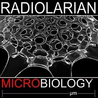 Radiolarian