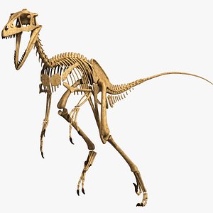 3d model dino skeleton dromaeosaurus