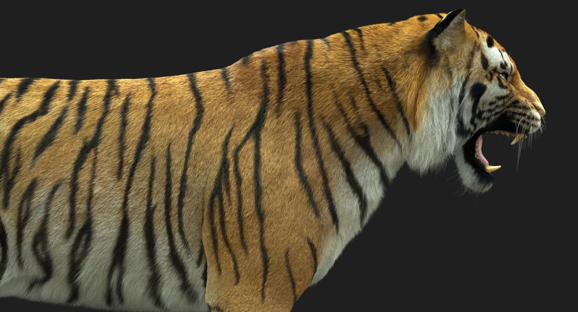 3D Tiger Rigged Fur - TurboSquid 1161373