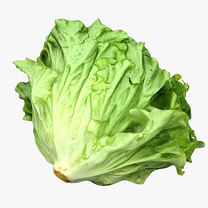 salad head lettuce 3D model