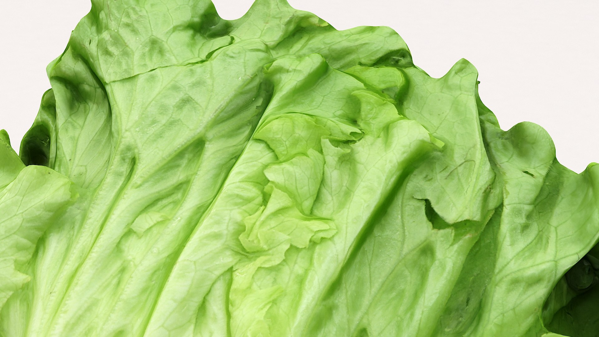 salad head lettuce 3D model https://p.turbosquid.com/ts-thumb/6F/8nwTPz/t243iAjV/saladhead02_12/jpg/1579451883/1920x1080/fit_q87/b01835edb8df5cc1092a0b1ee2df11a5e691bcfb/saladhead02_12.jpg