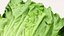 salad head lettuce 3D model