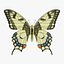 Swallowtail Butterfly