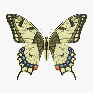 Papilio Machaon Butterfly