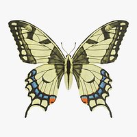 Papilio Machaon Butterfly