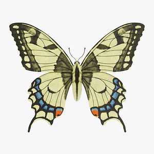 Papilio Machaon Butterfly