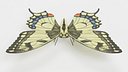 Papilio Machaon Butterfly