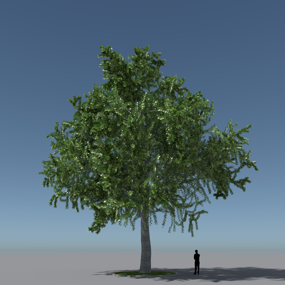 tree oak v1 max free https://p.turbosquid.com/ts-thumb/6F/KUbIL5/1HhQOAy9/tree_v1.4/png/1405068246/1920x1080/fit_q87/db02a2dea8f8bbeb2701268fd8a477cd0ab52b05/tree_v1.4.jpg