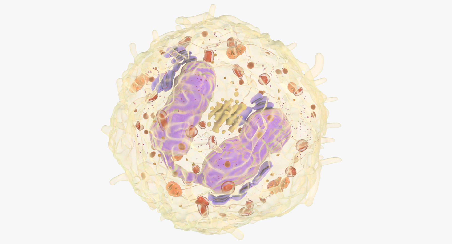 white blood cells 3D model https://p.turbosquid.com/ts-thumb/6F/Pc8sNv/0wkfogo9/eosinophil_00/jpg/1520590872/1920x1080/fit_q87/94a925e6a66483ba27ba4e9708b5c440b129c18c/eosinophil_00.jpg
