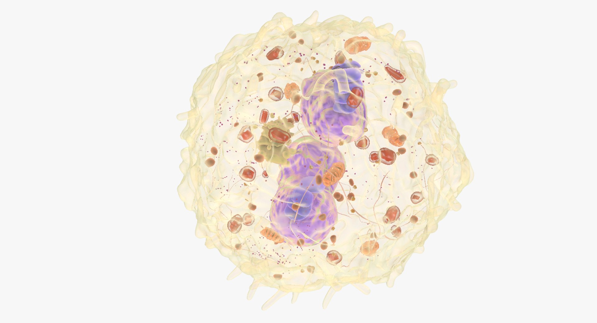 white blood cells 3D model https://p.turbosquid.com/ts-thumb/6F/Pc8sNv/2yD5p3G3/eosinophil_02/jpg/1520590504/1920x1080/fit_q87/0c096a929724d8973a27210fcdbc3a22c6e6033d/eosinophil_02.jpg