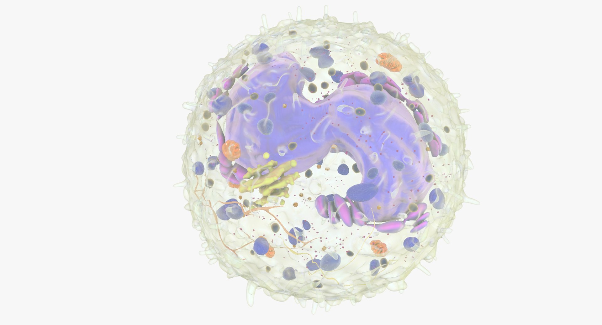 white blood cells 3D model https://p.turbosquid.com/ts-thumb/6F/Pc8sNv/3BbcL6oX/basophil_01/jpg/1520627713/1920x1080/fit_q87/102d6be784dadf6c41ac0829b8018a0183ec5f63/basophil_01.jpg
