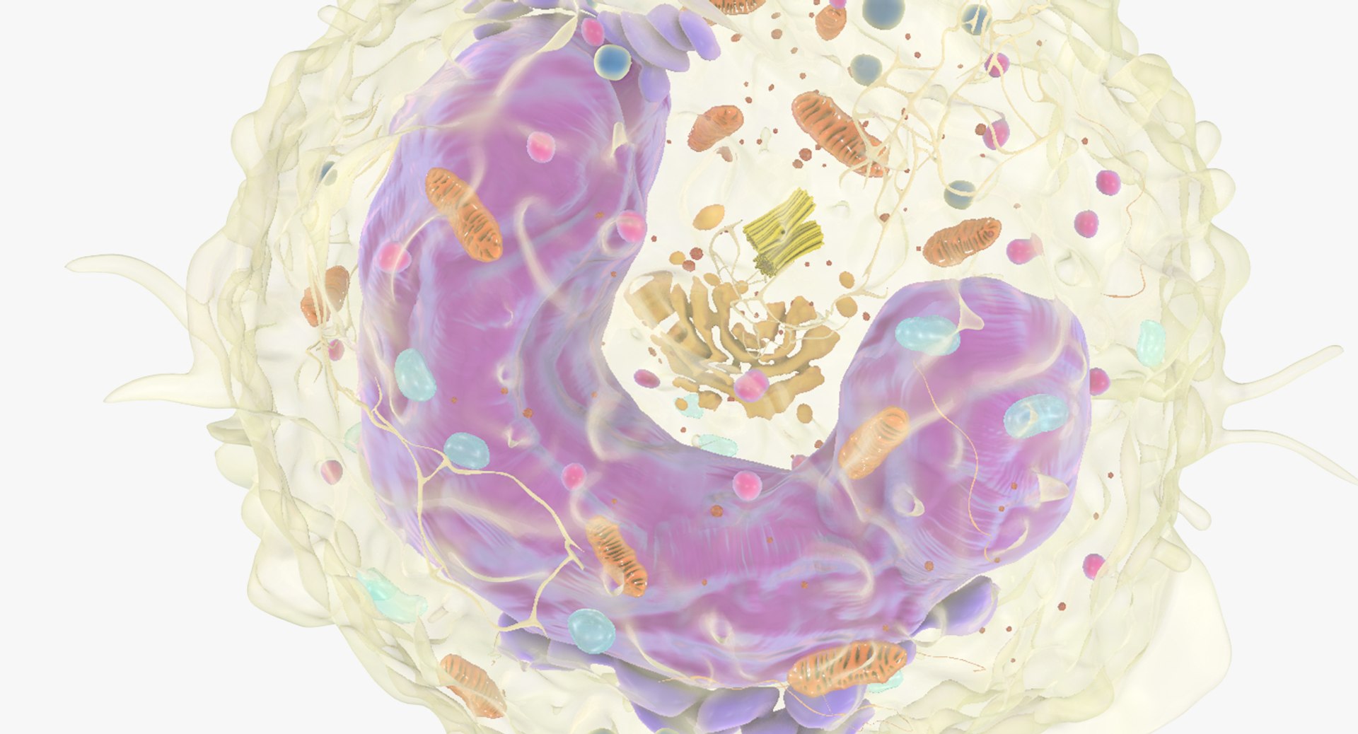 white blood cells 3D model https://p.turbosquid.com/ts-thumb/6F/Pc8sNv/4D7VmIgI/monocyte_07/jpg/1520677910/1920x1080/fit_q87/aa0fc796aa98d07274bb414c0c99ccbd46b28dda/monocyte_07.jpg