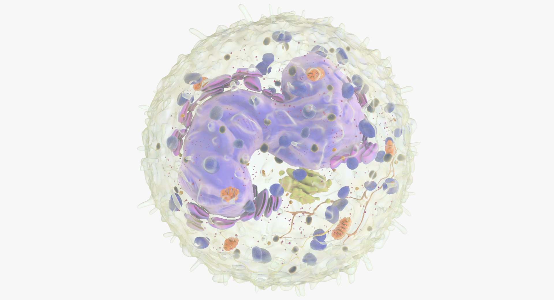 white blood cells 3D model https://p.turbosquid.com/ts-thumb/6F/Pc8sNv/5BXQdwC6/basophil_00/jpg/1520627712/1920x1080/fit_q87/eb9155678900dd6d52881de5fc69d9fe483db078/basophil_00.jpg