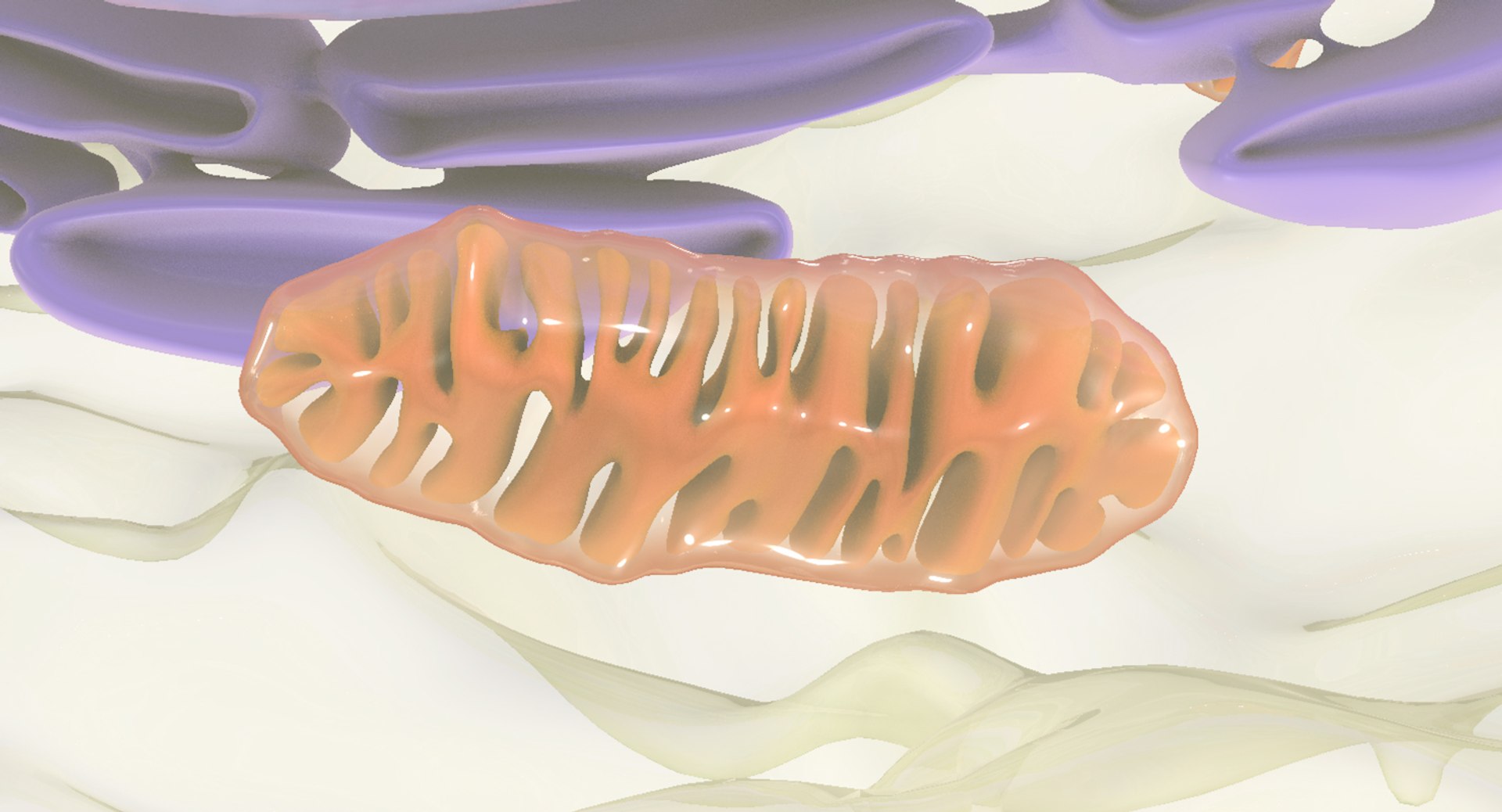 white blood cells 3D model https://p.turbosquid.com/ts-thumb/6F/Pc8sNv/6Hg7jwMJ/monocyte_14/jpg/1520677910/1920x1080/fit_q87/e3b3382227065eef6db3c29ab4fa9f06e5f8c85a/monocyte_14.jpg