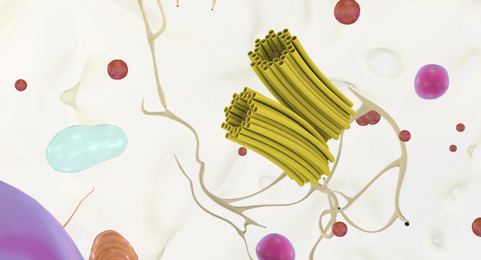 white blood cells 3D model https://p.turbosquid.com/ts-thumb/6F/Pc8sNv/6YVeKhkw/monocyte_12/jpg/1520677910/1920x1080/fit_q87/5eac9d29b08a66e48042c2ed67597e2c7ae6e426/monocyte_12.jpg