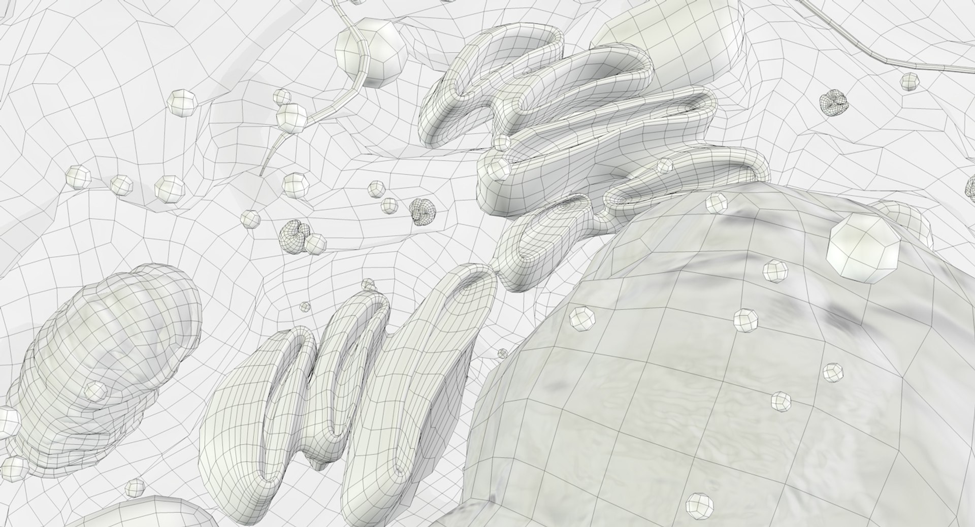 white blood cells 3D model https://p.turbosquid.com/ts-thumb/6F/Pc8sNv/6uBnGqFT/eosinophil_outline_09/jpg/1520621784/1920x1080/fit_q87/54d1b0538b202ed7d907397c2f1109877ed4f13f/eosinophil_outline_09.jpg