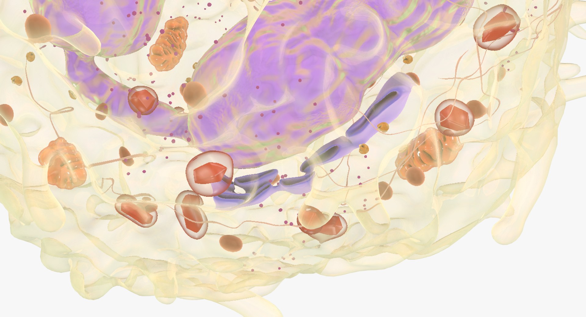 white blood cells 3D model https://p.turbosquid.com/ts-thumb/6F/Pc8sNv/7kwvPLHa/eosinophil_07/jpg/1520590686/1920x1080/fit_q87/c47657d9edcf5f163f113fe19b08ce17e17024d2/eosinophil_07.jpg