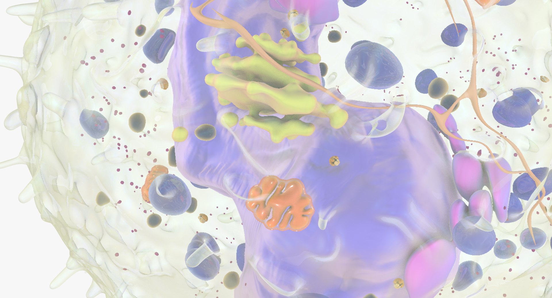 white blood cells 3D model https://p.turbosquid.com/ts-thumb/6F/Pc8sNv/CjeeJiTC/basophil_07/jpg/1520627713/1920x1080/fit_q87/93ca9828504a5cabaa60146bf4e40545adc9c37c/basophil_07.jpg