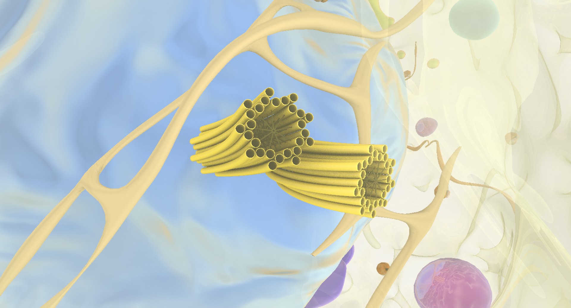 white blood cells 3D model https://p.turbosquid.com/ts-thumb/6F/Pc8sNv/DhY0Lq7F/lymphocyte_16/jpg/1520675097/1920x1080/fit_q87/66009b14d0d30ec76b192a5894b9528a6c0b958a/lymphocyte_16.jpg