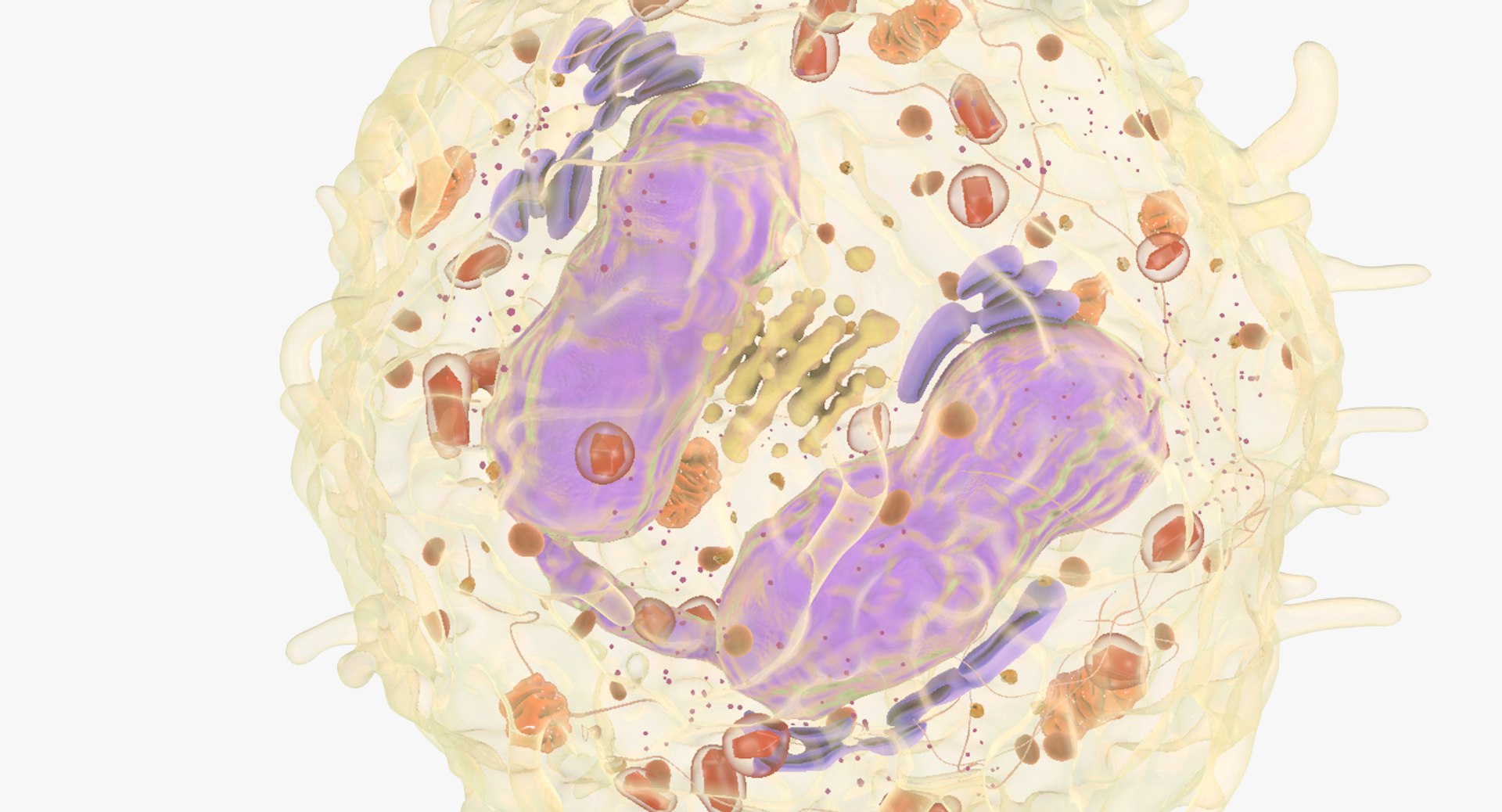 white blood cells 3D model https://p.turbosquid.com/ts-thumb/6F/Pc8sNv/DmvUj1PX/eosinophil_05/jpg/1520590686/1920x1080/fit_q87/5ae3d9b3eab3ef39a920788ff0cc6a97bdcaa919/eosinophil_05.jpg