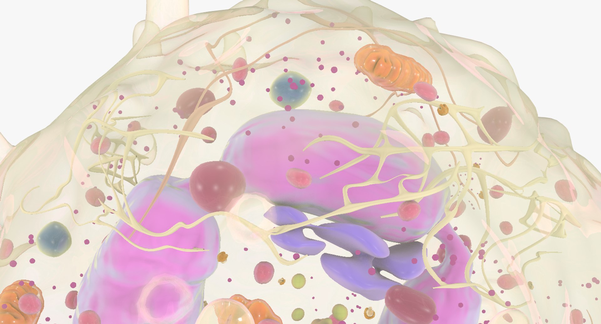 white blood cells 3D model https://p.turbosquid.com/ts-thumb/6F/Pc8sNv/GwZlQD43/netrophil_11/jpg/1520434261/1920x1080/fit_q87/79f32de659cc2f65a11fbc61dd7407a7c8cf5ea5/netrophil_11.jpg