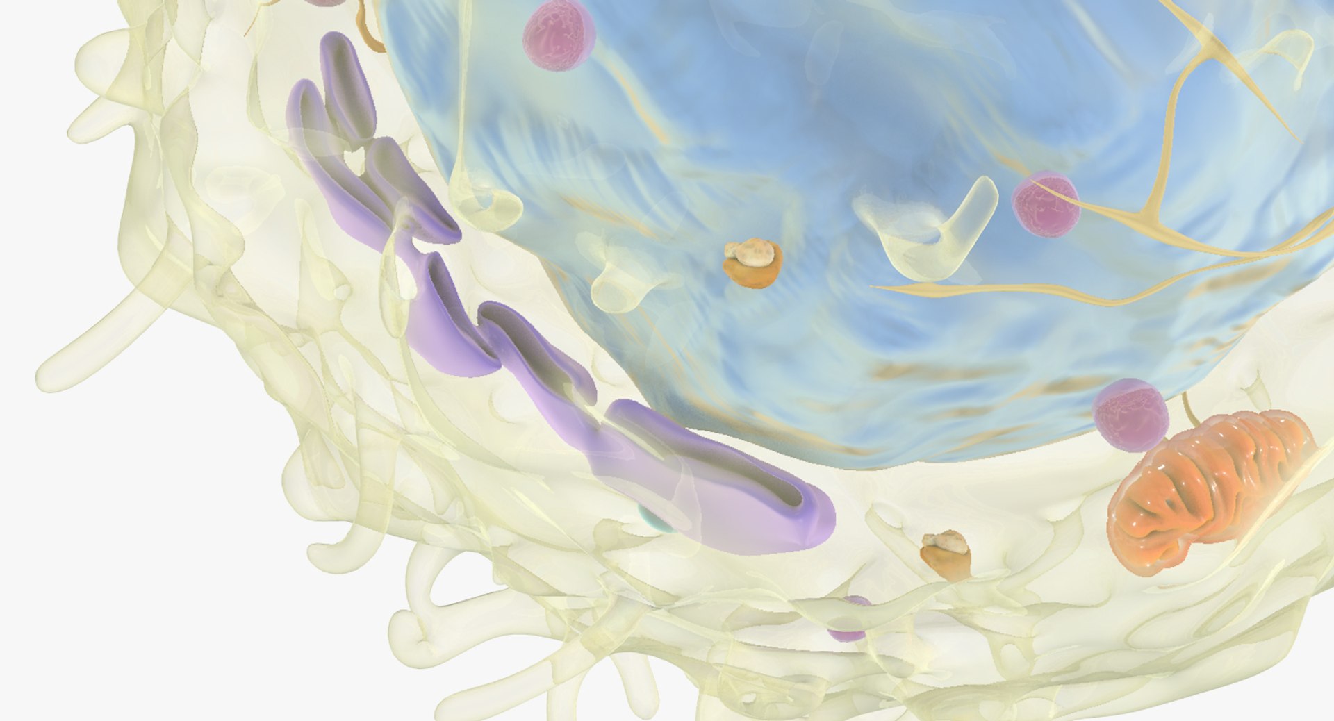 white blood cells 3D model https://p.turbosquid.com/ts-thumb/6F/Pc8sNv/IEWeKkoc/lymphocyte_08/jpg/1520675037/1920x1080/fit_q87/5b5510272c461018de0244fabae3b6bd85e1349b/lymphocyte_08.jpg