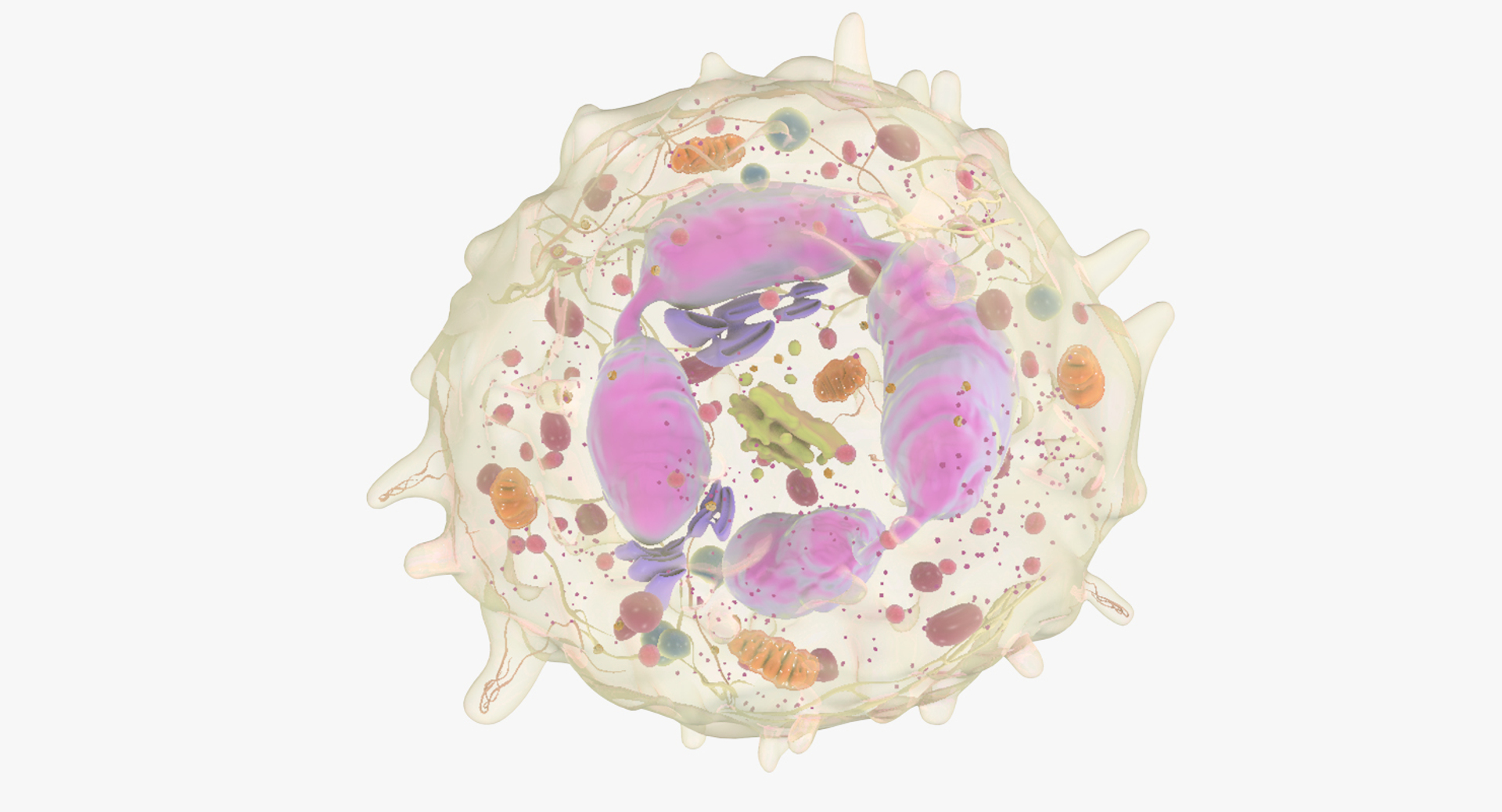 white blood cells 3D model https://p.turbosquid.com/ts-thumb/6F/Pc8sNv/NzFvHJar/netrophil/jpg/1520364973/1920x1080/turn_fit_q99/242ebfa3bdc746af1794aabf81b503d0d33648a0/netrophil-1.jpg