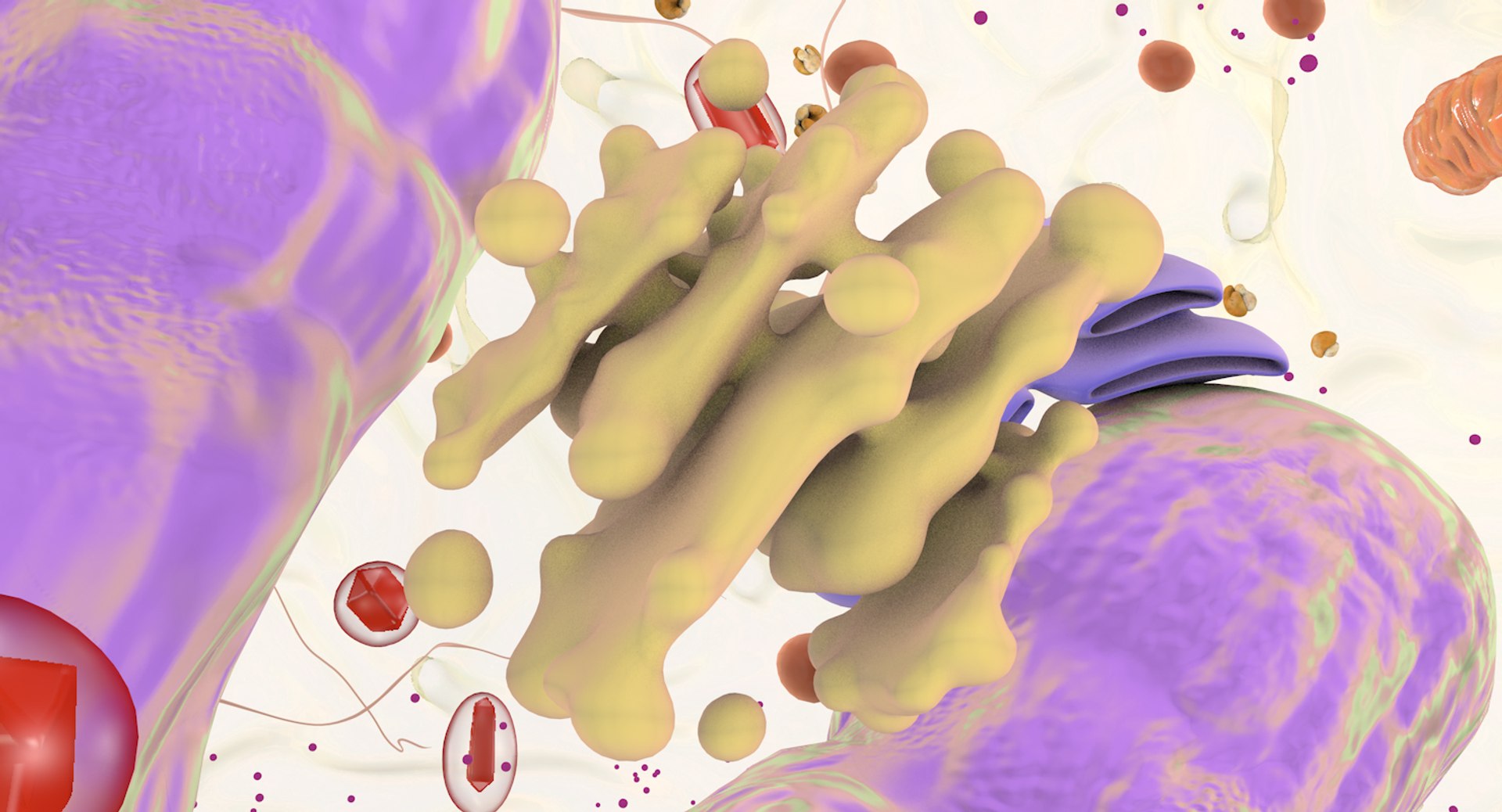 white blood cells 3D model https://p.turbosquid.com/ts-thumb/6F/Pc8sNv/O1MsXNUI/eosinophil_16/jpg/1520590973/1920x1080/fit_q87/2afd13cd9efd7e19ac00dd1fa9691aa733b052db/eosinophil_16.jpg