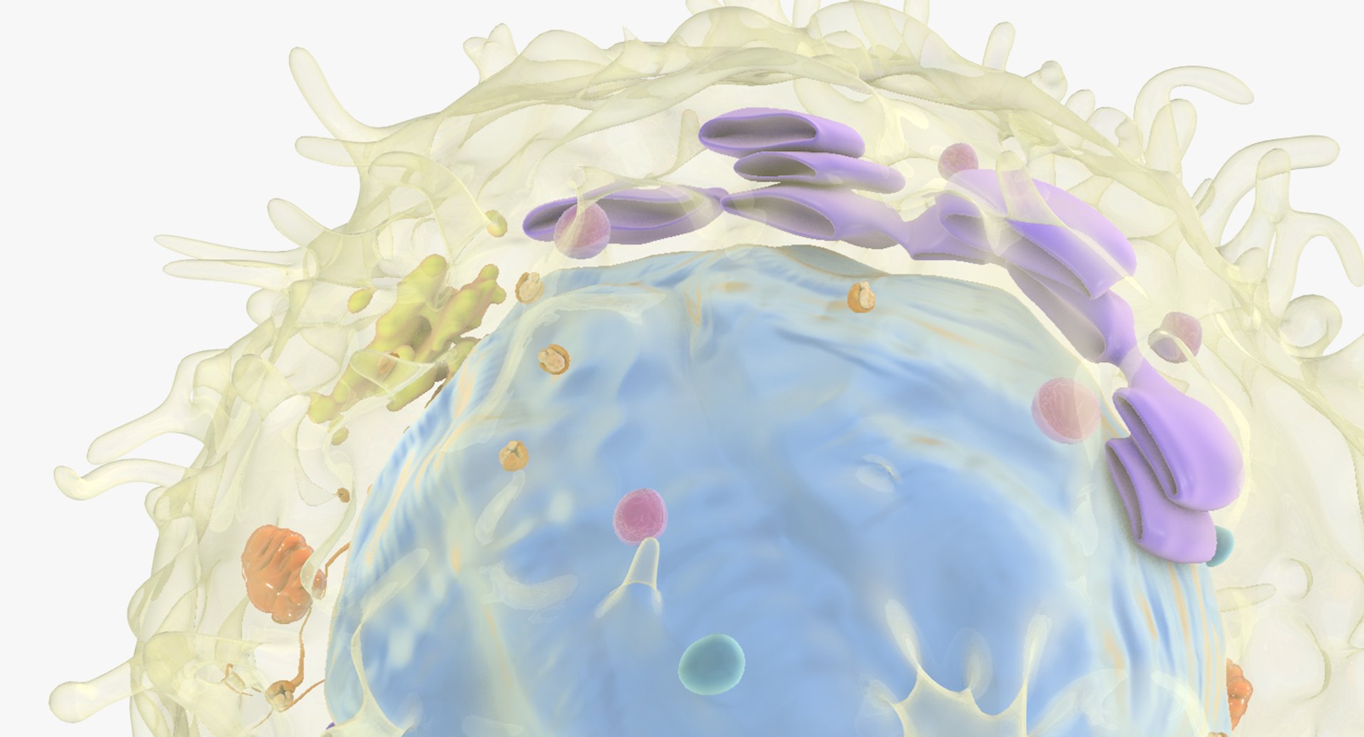 white blood cells 3D model https://p.turbosquid.com/ts-thumb/6F/Pc8sNv/Rl7duWVv/lymphocyte_07/jpg/1520674993/1920x1080/fit_q87/9c8d6757827aff23e8fc029fd00da1614cabc8fb/lymphocyte_07.jpg