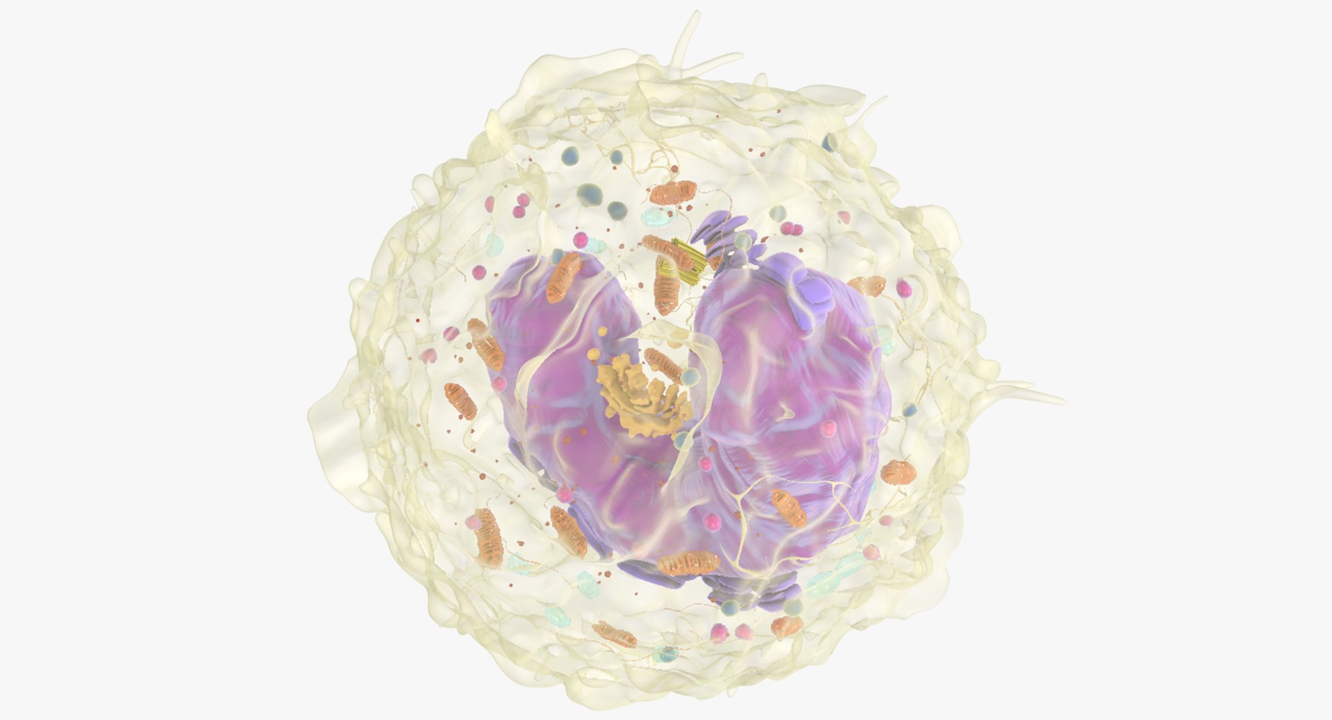 white blood cells 3D model https://p.turbosquid.com/ts-thumb/6F/Pc8sNv/YWI4Ib04/monocyte_05/jpg/1520677910/1920x1080/fit_q87/ab5e787114271a25520601942f07c576a705c9af/monocyte_05.jpg