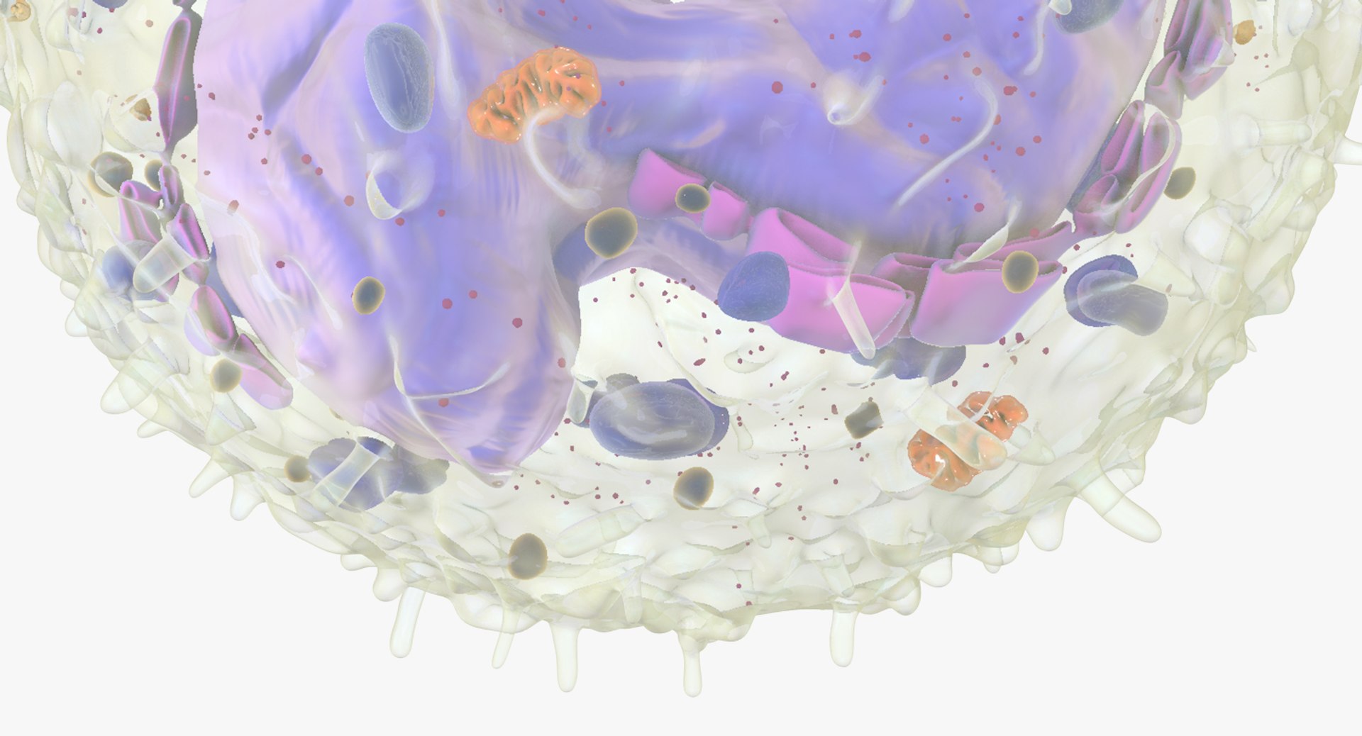 white blood cells 3D model https://p.turbosquid.com/ts-thumb/6F/Pc8sNv/ZeNGp0Fr/basophil_10/jpg/1520627713/1920x1080/fit_q87/0ea6cc64029f6e2d1a64715683a876eea2a9ccf0/basophil_10.jpg