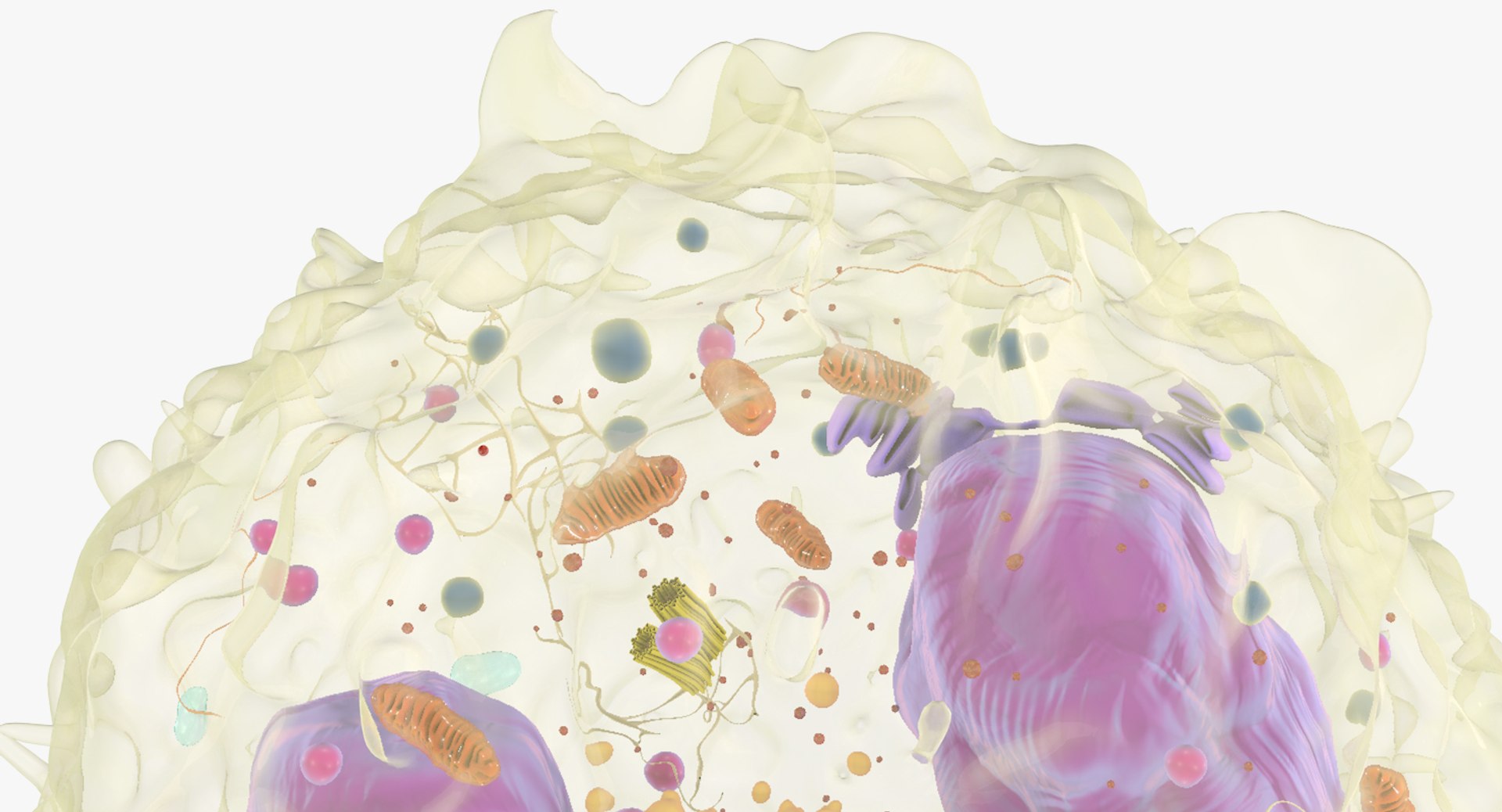 white blood cells 3D model https://p.turbosquid.com/ts-thumb/6F/Pc8sNv/bKTxhFTP/monocyte_08/jpg/1520677910/1920x1080/fit_q87/fbae2f6fc6baaae55ff230adc694f1560002bd68/monocyte_08.jpg