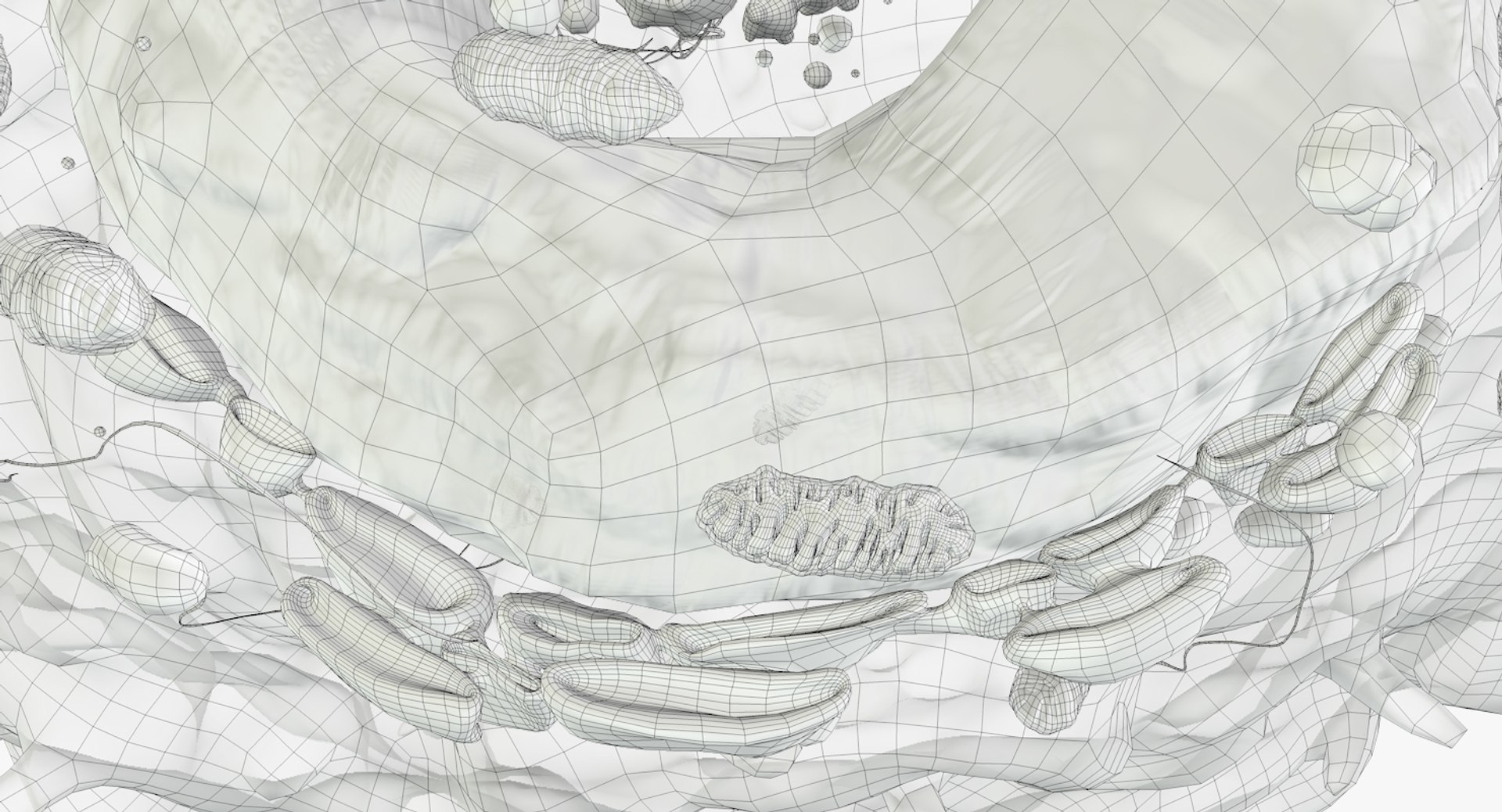 white blood cells 3D model https://p.turbosquid.com/ts-thumb/6F/Pc8sNv/drA6nEMW/monocyte_outline_07/jpg/1520679945/1920x1080/fit_q87/1505c75728968179b32781d4eb13b4ed149dc7f7/monocyte_outline_07.jpg