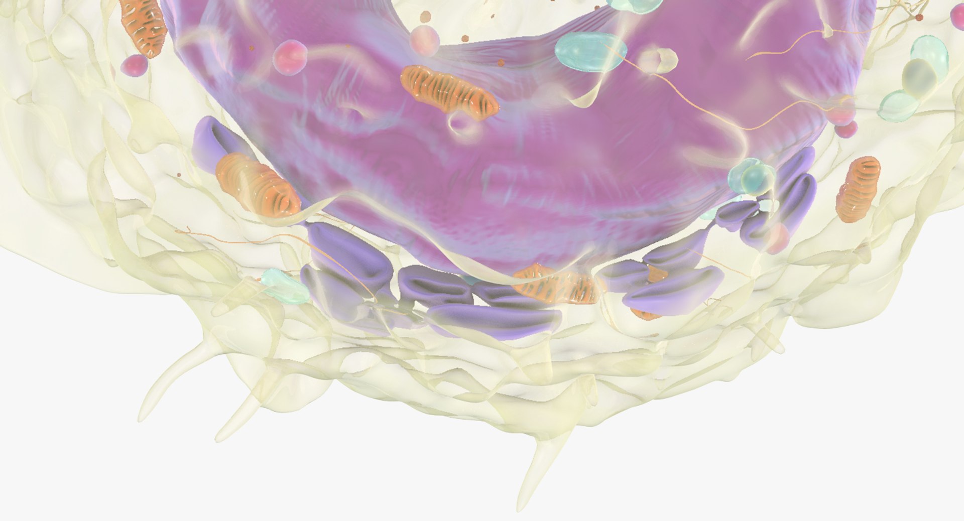 white blood cells 3D model https://p.turbosquid.com/ts-thumb/6F/Pc8sNv/dt3fiBdW/monocyte_09/jpg/1520677910/1920x1080/fit_q87/65f03f15139de72de8b987194fa1467ab7b976e0/monocyte_09.jpg