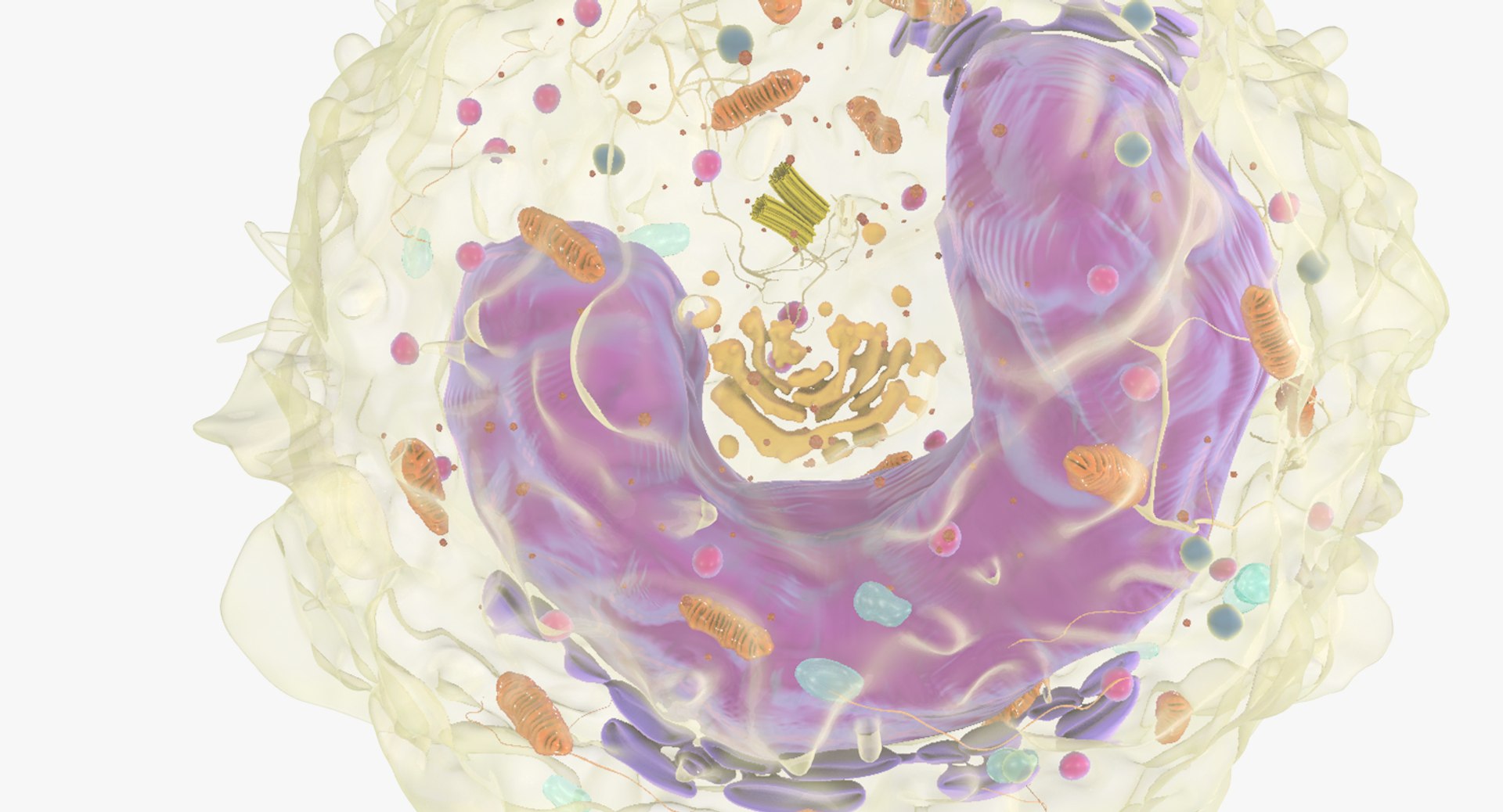 white blood cells 3D model https://p.turbosquid.com/ts-thumb/6F/Pc8sNv/f5nwEmgT/monocyte_06/jpg/1520677910/1920x1080/fit_q87/d23212a8bf42b217dfc098e82dce13828b8681e5/monocyte_06.jpg