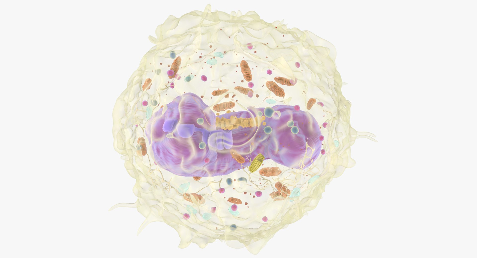 white blood cells 3D model https://p.turbosquid.com/ts-thumb/6F/Pc8sNv/fHqeqj52/monocyte_02/jpg/1520677909/1920x1080/fit_q87/db43481664496dfa4d92e5038eceabe365eb1665/monocyte_02.jpg