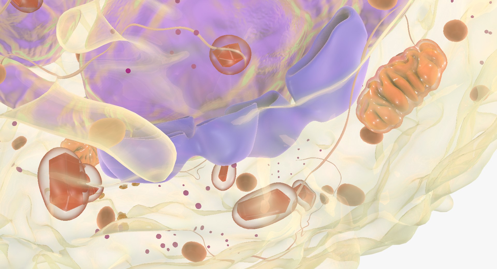 white blood cells 3D model https://p.turbosquid.com/ts-thumb/6F/Pc8sNv/fdyN4EXC/eosinophil_13/jpg/1520590832/1920x1080/fit_q87/241326b5eaa49df4d7a245d6b93134b8bedaed5c/eosinophil_13.jpg